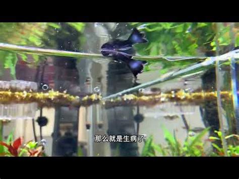 魚死掉埋葬|[閒聊] 愛魚死後怎麼處理？